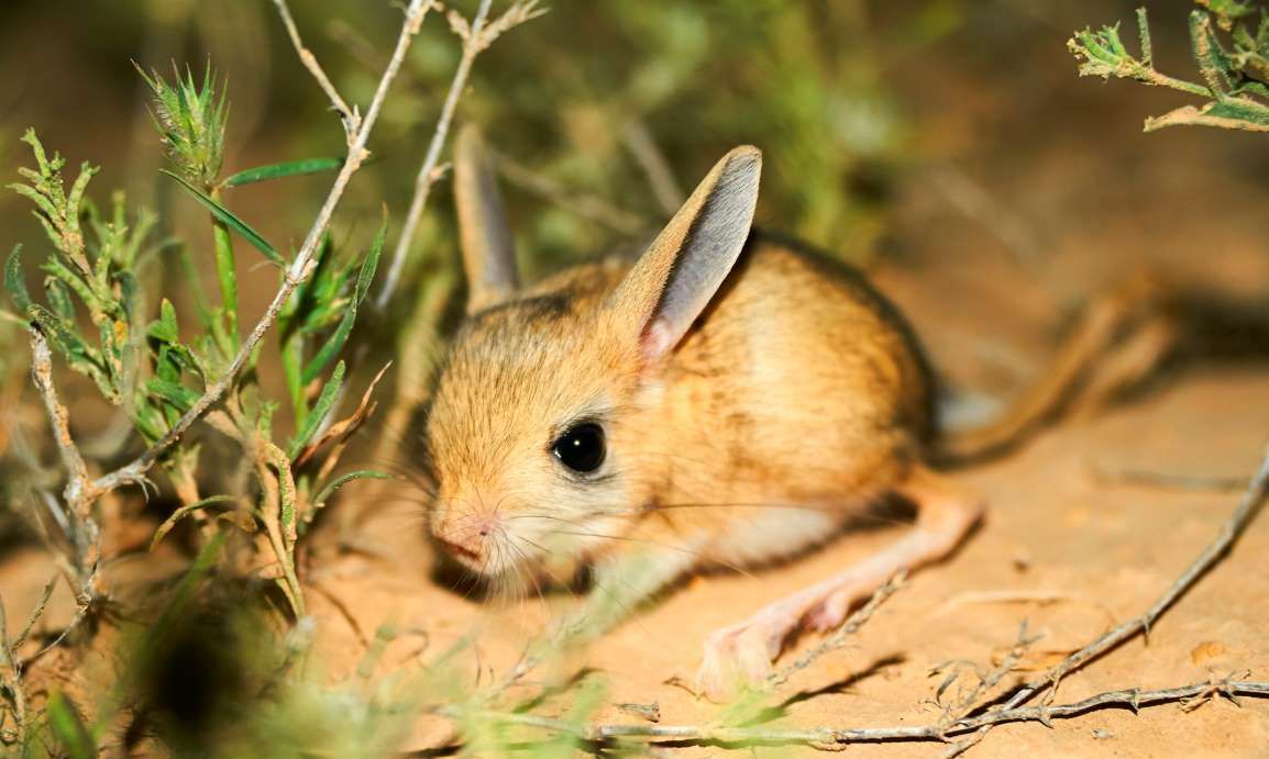 厉害了!靠牙齿咬遍世界,盘点动物界可爱的啮齿动物,太可爱了