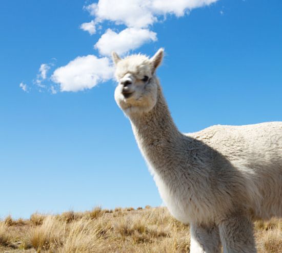 这是会吐口水的羊驼,我好喜欢它,它傻傻的样子真可爱