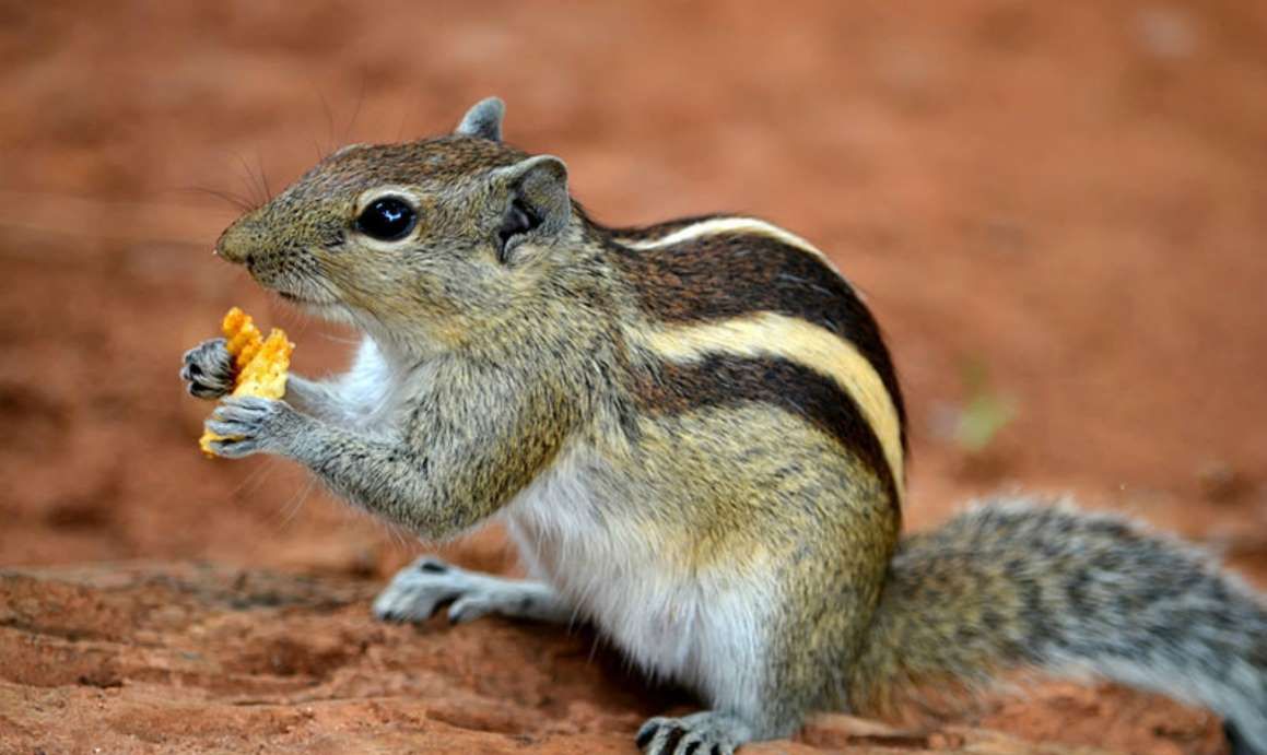 厉害了!靠牙齿咬遍世界,盘点动物界可爱的啮齿动物,太可爱了