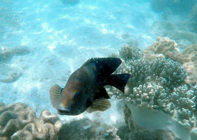 珊瑚花园 科伦最好的水下世界 珊瑚王国