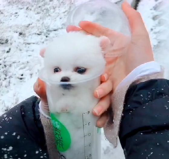 下雪带着小狗狗出门,主人开启遛狗新姿势,当奶茶捧在手心里暖手