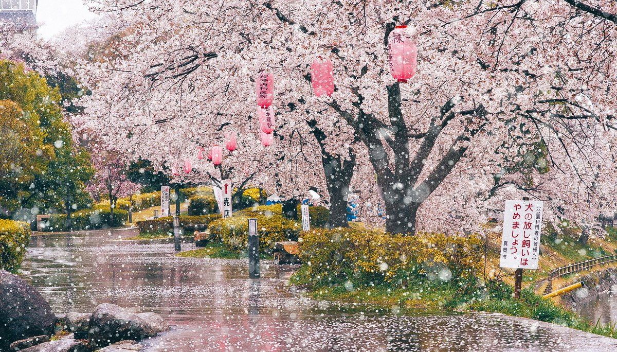 摄影师镜头下的日本雪樱,真是太美了!