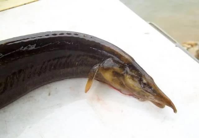 童年钓鱼最怕的就是刀鳅鱼,因为它食性非常凶猛,把钩吞进肚子里