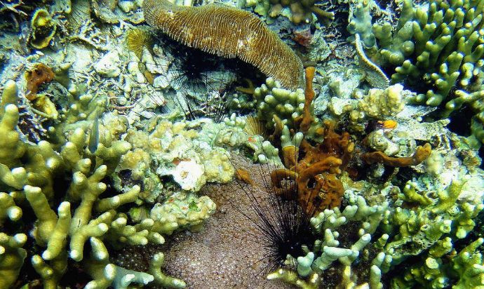 珊瑚花园 科伦最好的水下世界 珊瑚王国