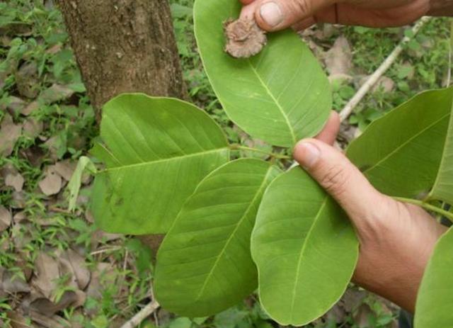 红木成了最苦逼的行业,"三大神话"没了,事没完!