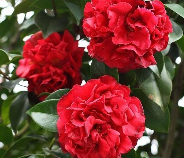 此花为红茶花之王 来自美国 花香浓郁 艳丽大花 是养花首选