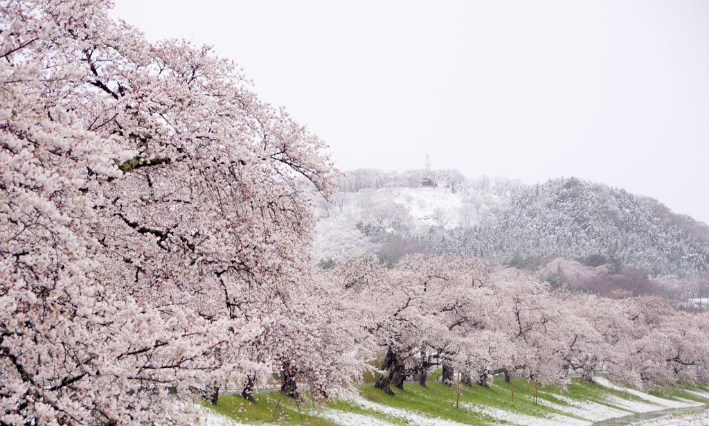 摄影师镜头下的日本雪樱,真是太美了!