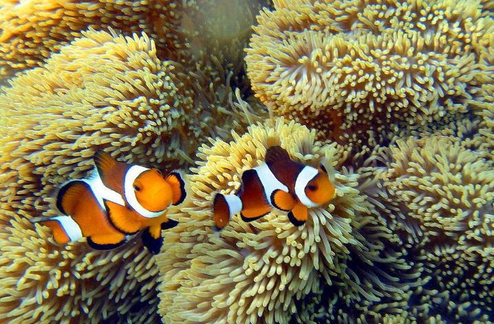 珊瑚花园 科伦最好的水下世界 珊瑚王国