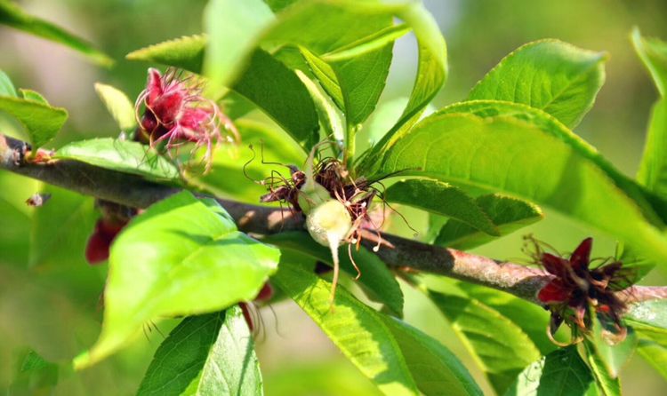 春暖花开的季节去赏桃花是一个浪漫,简单的微旅行