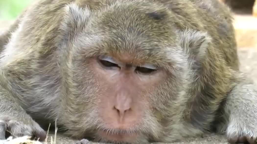 孤独的猴妈,自从小猴子失去以后每天都以泪洗面眼睛中透露着无助