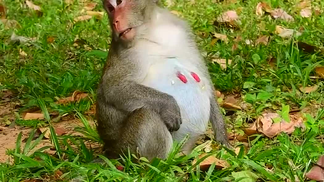 怀孕的母猴真会照顾自己,大着肚子哪都不去,就怕动胎气!