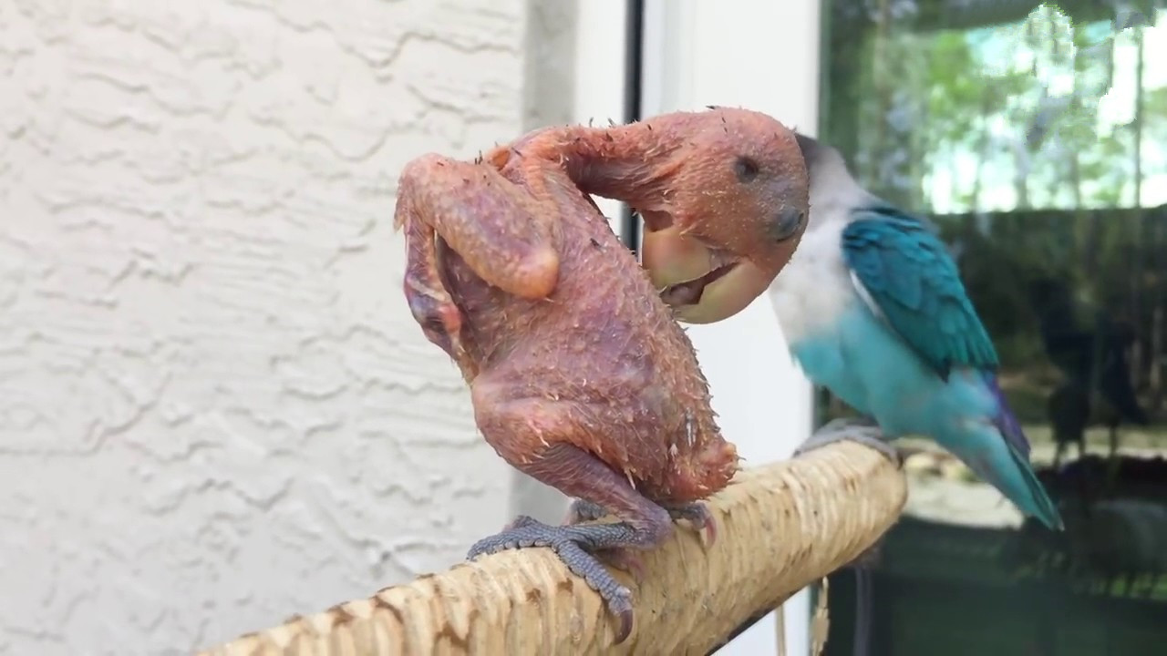 鹦鹉患上怪病羽毛全脱光秃秃一片伴侣不离不弃永伴身边