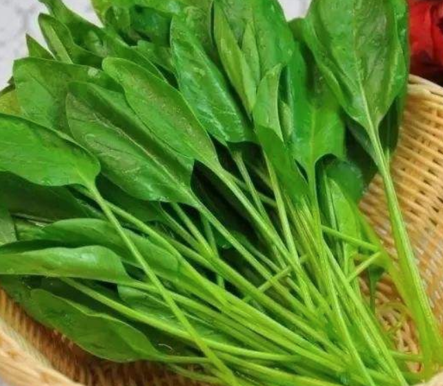 菠菜怎么做好吃（菠菜怎么做好吃家常菜）-85模板网