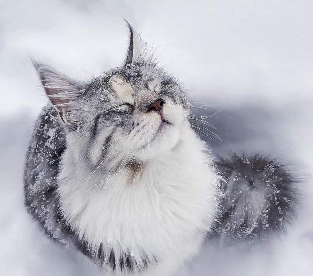 冰天雪地中帅气的猫咪身影,还真是让人觉得非常霸气,又相当可爱呢.