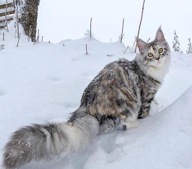 看够了萌萌的喵星人来看看霸气的雪地小狮子缅因猫超帅