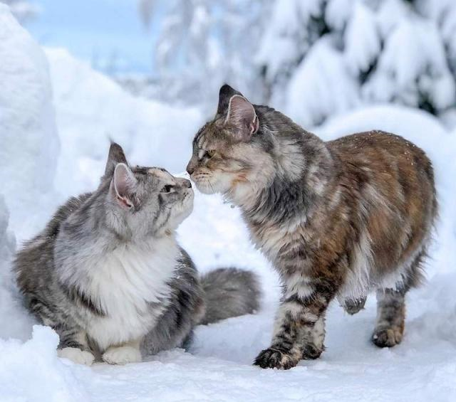 看够了萌萌的喵星人来看看霸气的雪地小狮子缅因猫超帅