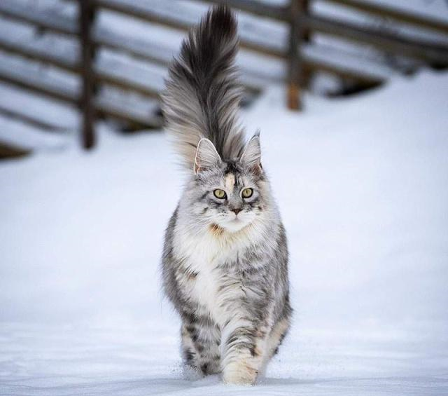 看够了萌萌的喵星人来看看霸气的雪地小狮子缅因猫超帅