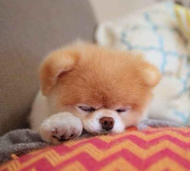 博美犬为何爱好睡在你身边 如此有5点 博美犬为何爱好睡在你身边 如此有5点
