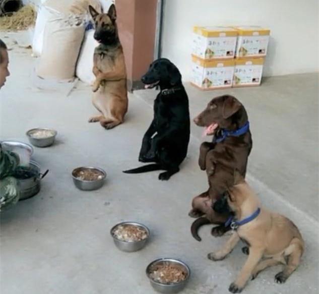 一群狗狗排队领饭吃,最后一只来搞笑的