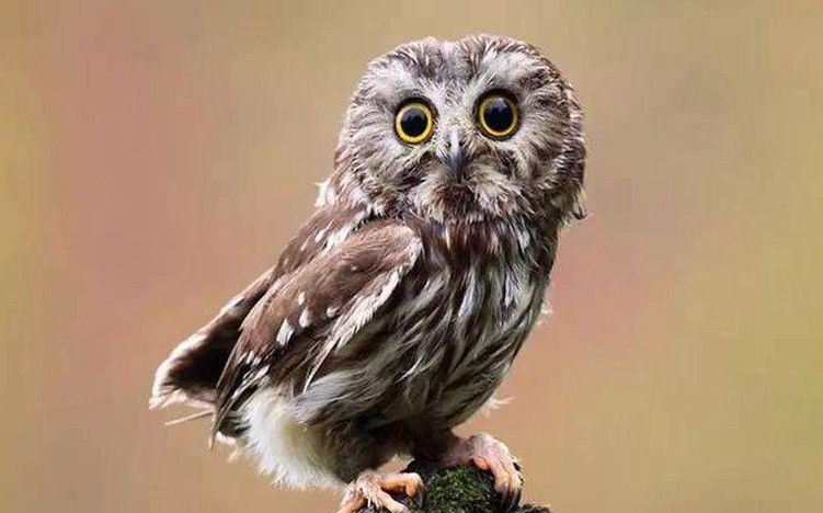 长相呆萌,表情凶悍的猫头鹰,飞起来的样子竟然这么"搞笑"!