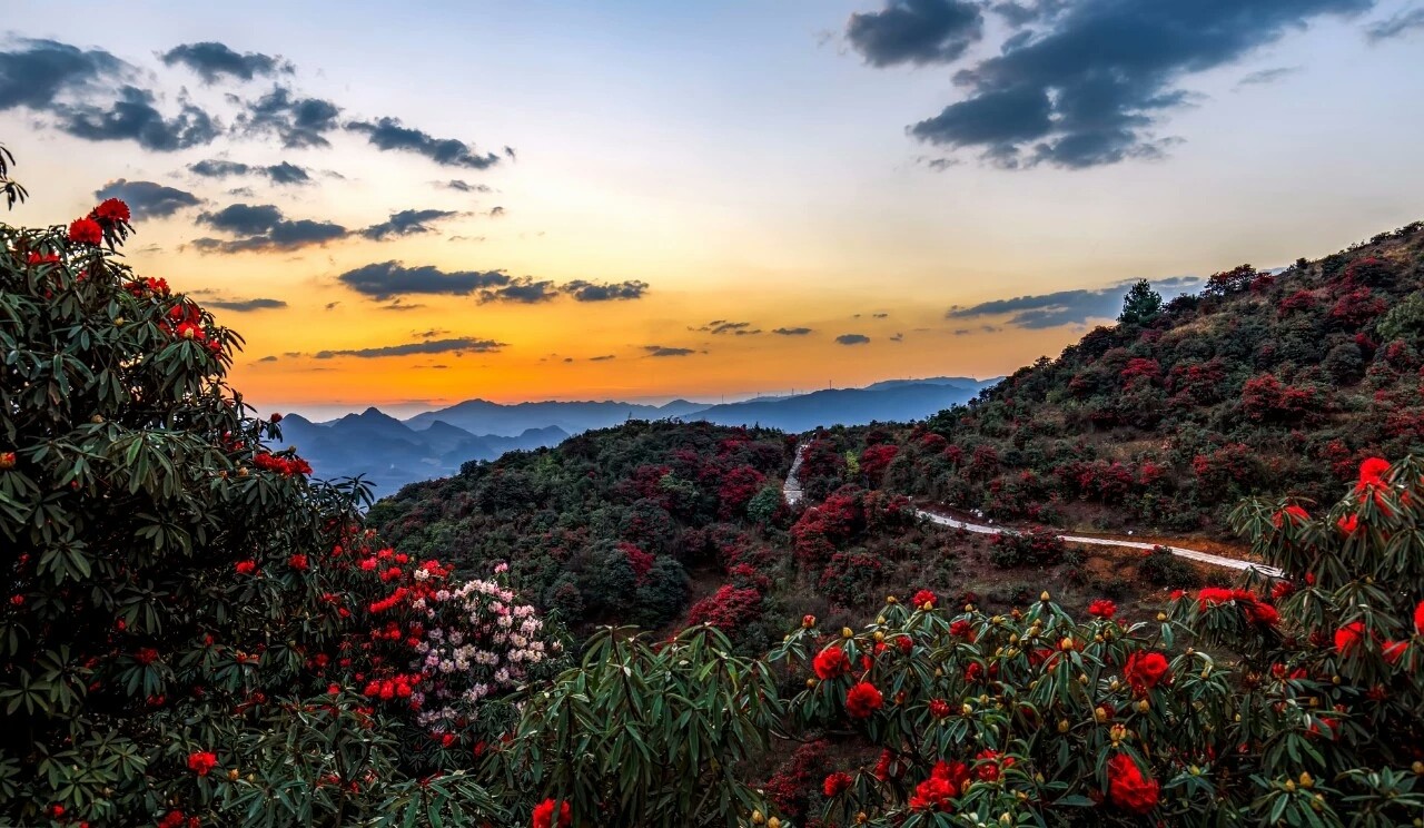 3万亩在中国已有数千年的历史杜鹃林:被誉为|杜鹃|乌蒙山|夜郎_新浪网