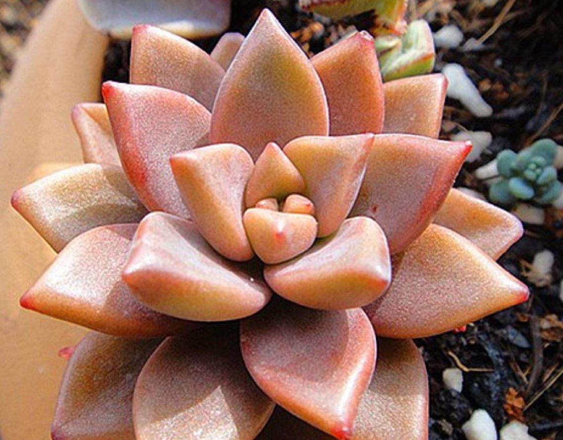 这个多肉又叫做宝石花,你得这样养护_高清图集_新浪网