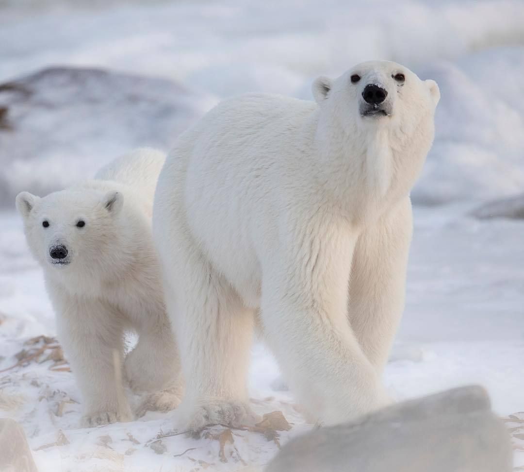 没被禁锢而是在大自然里释放天性的大白熊们,原来是这么可爱