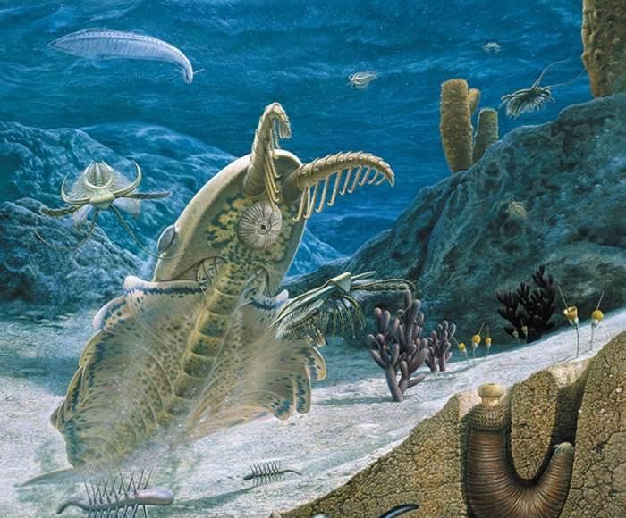 寒武纪物种大爆发,直击达尔文进化论漏洞,它到底出了什么问题?