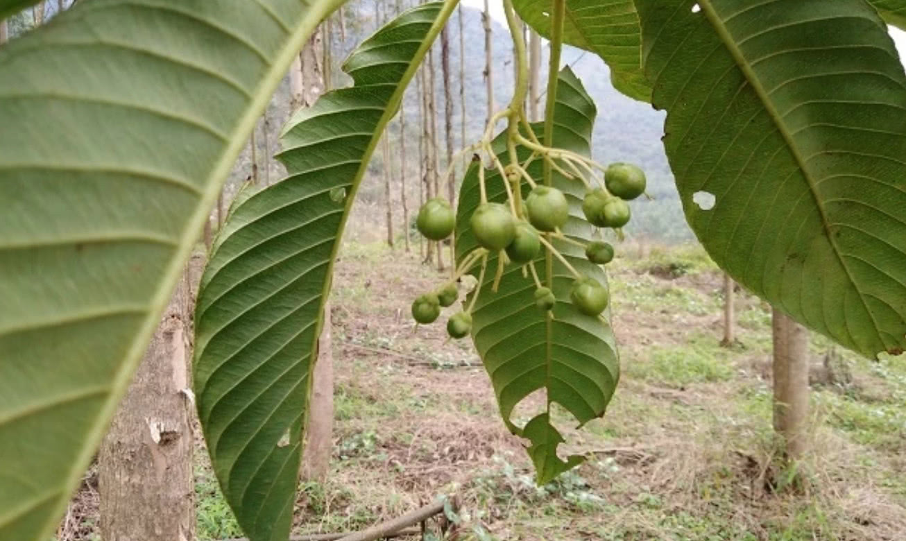 果实家人跟花生米一样,吃法跟甘蔗同样|野果|枇杷|花生米_新浪新闻