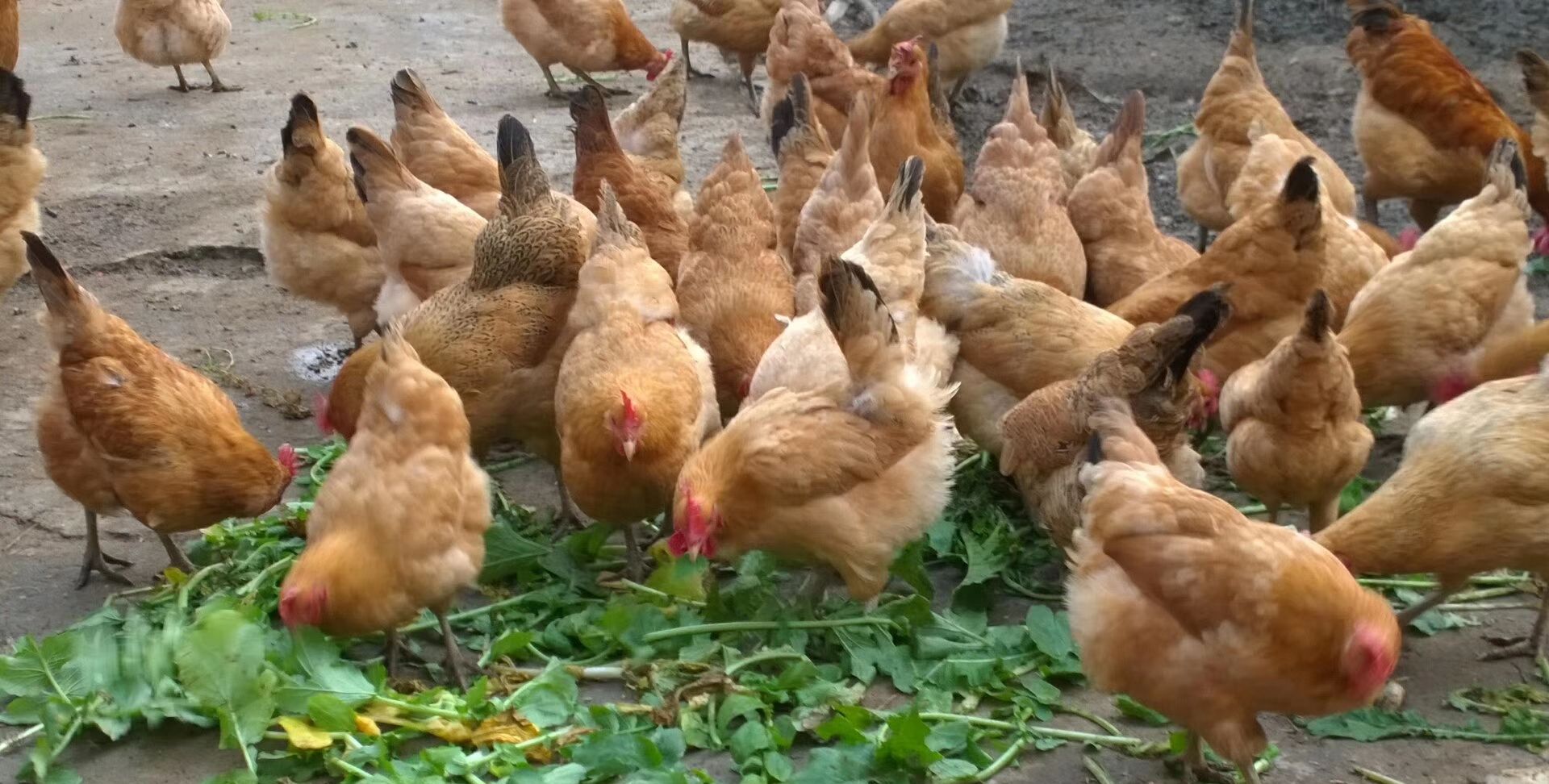 信得过的农村土货,只追求食品质量!