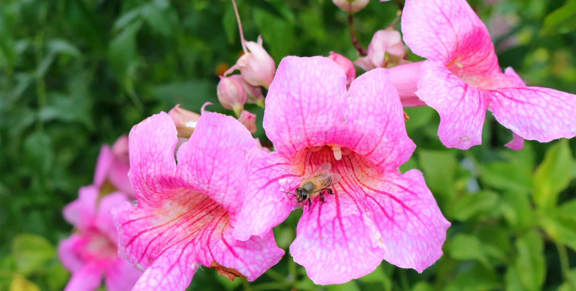 非洲凌霄花真漂亮,散发出一种香甜的味道!
