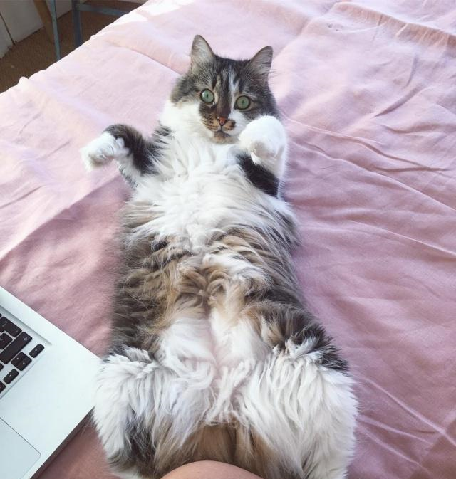 猫咪翻肚皮其实是进攻姿态不一定是想求摸摸主人出手要小心哦