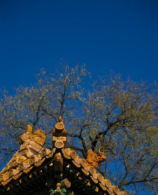 亮骚机 篇二十九:口袋里的中画幅,好用的高画质:哈苏x1d ii 50