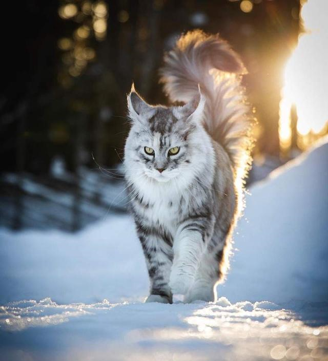 看够了萌萌的喵星人来看看霸气的雪地小狮子缅因猫超帅