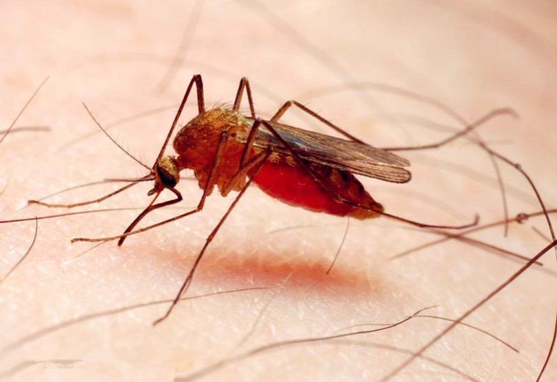 为何一些人招蚊子体表菌群是关键其产生的化合物吸引蚊子