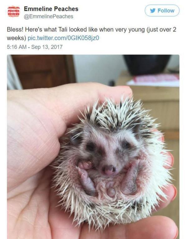 主人发出超萌刺猬宝宝照光秃秃像小肉肉,笑翻网友!