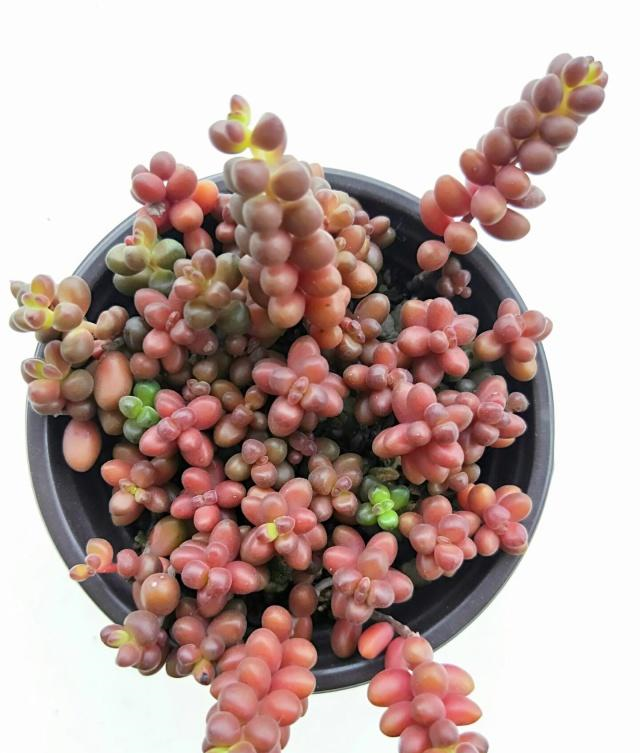 多肉"珊瑚珠",颗颗圆润红透光,形象的"红宝石手链"!