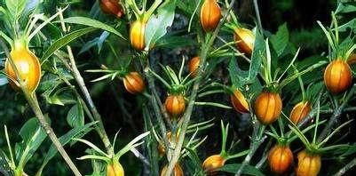 黄机子黄机子长得有点像杨桃有点像土烧麦.