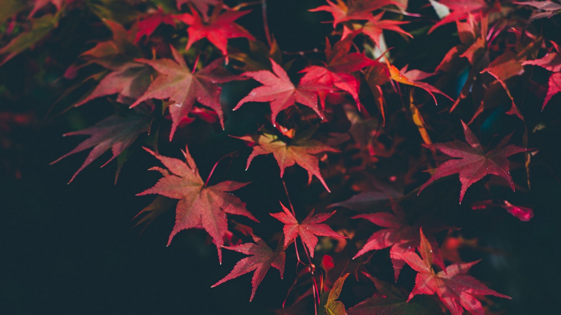 【春天的红枫摄影图片】园林生态摄影_太平洋电脑网摄影部落