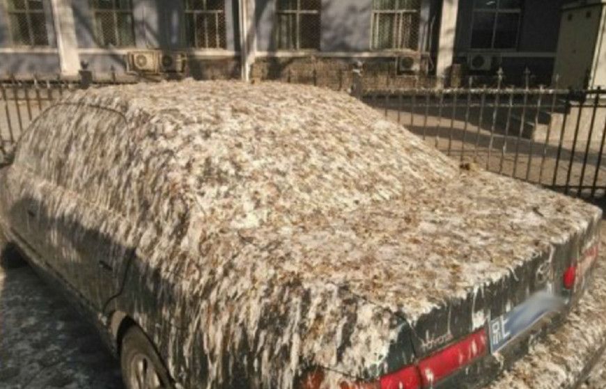 这里曾是满清贵族坟地现在是著名高校一到傍晚万只乌鸦聚集