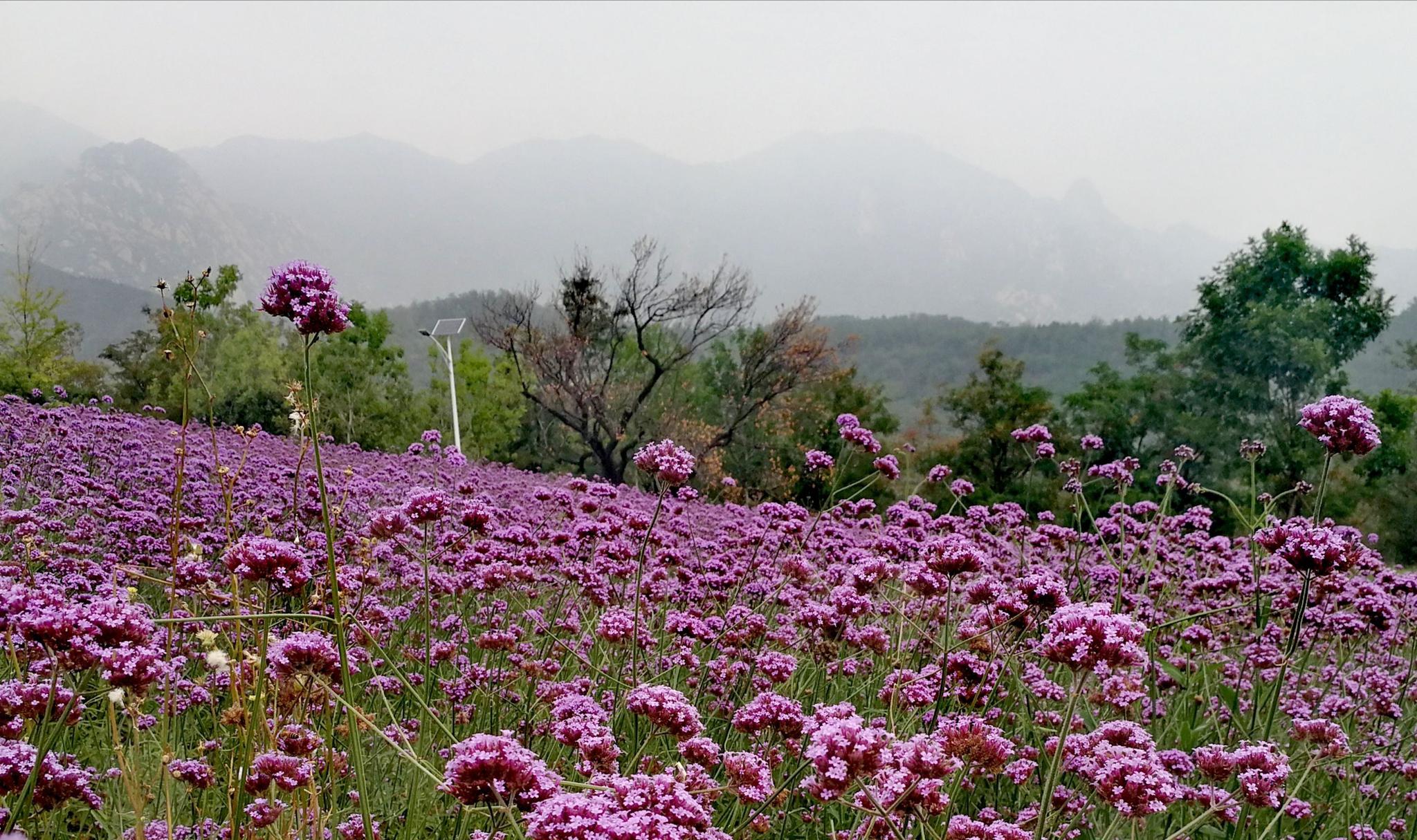 山坡上的花田北京紫云台香草园很美