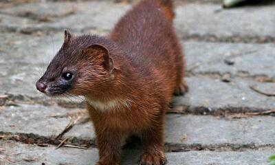 它超级喜欢"吃老鼠",寿命不短,人们却喜欢抓捕它!