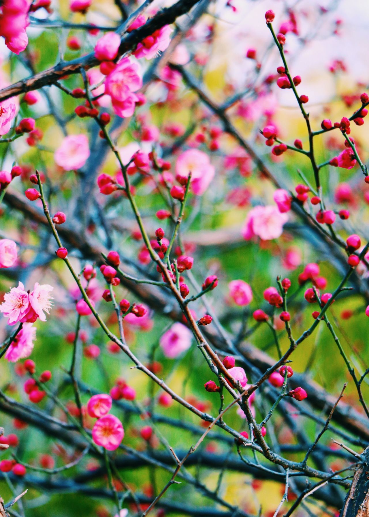 红梅绽放海棠依旧拍摄郑州大学国立西郊公园
