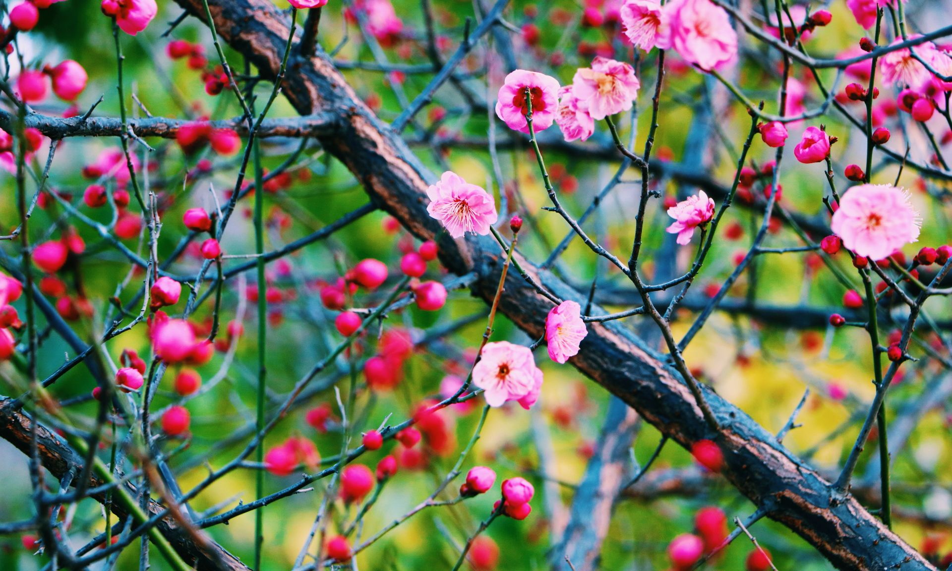 红梅绽放海棠依旧拍摄郑州大学国立西郊公园