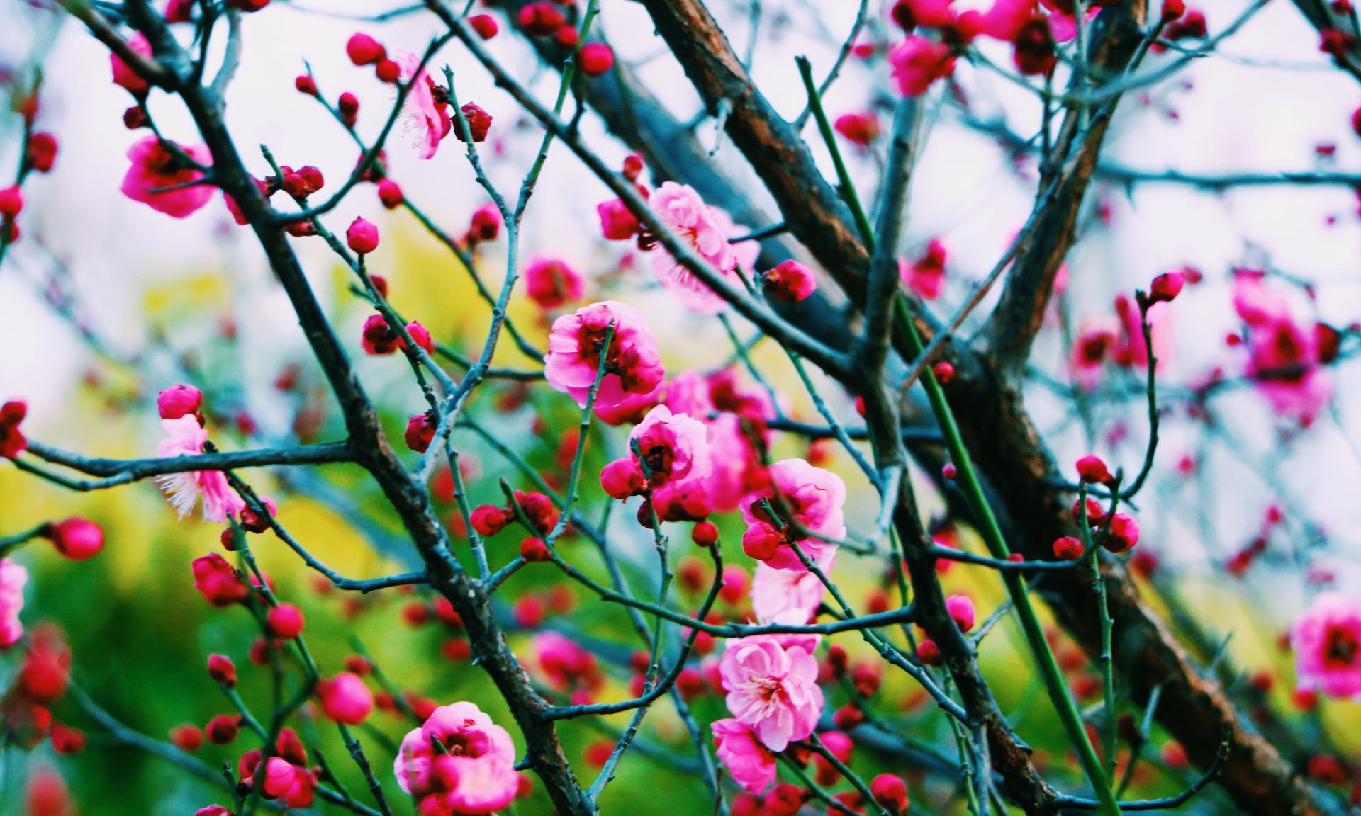 红梅绽放海棠依旧拍摄郑州大学国立西郊公园