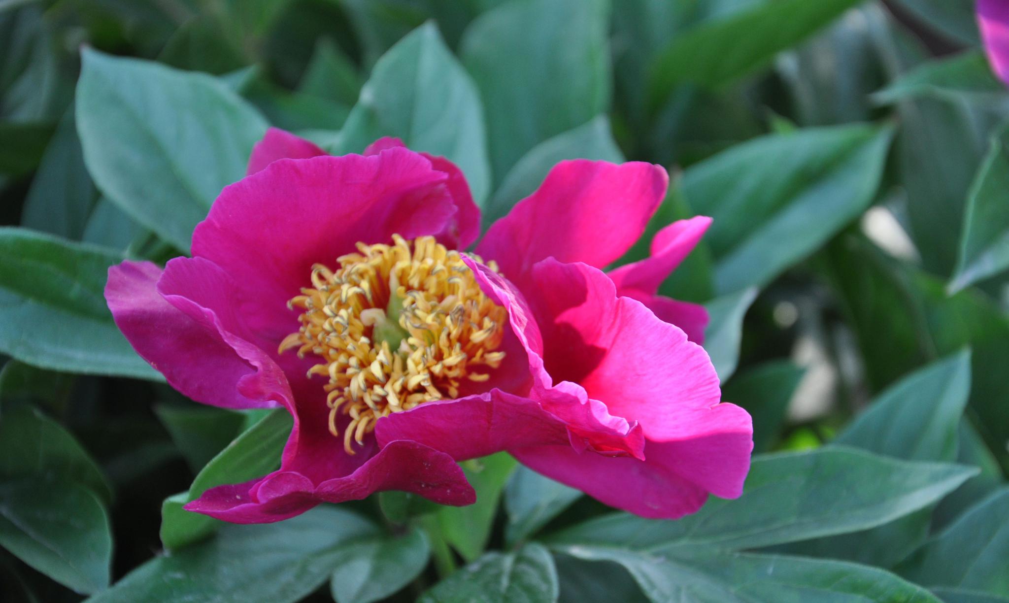 五月花神 芍药 五月花神 芍药