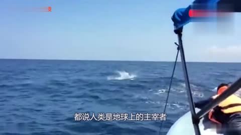 世界上最大的吃货！每天要吃5吨的小磷虾最终未逃过日本人的嘴