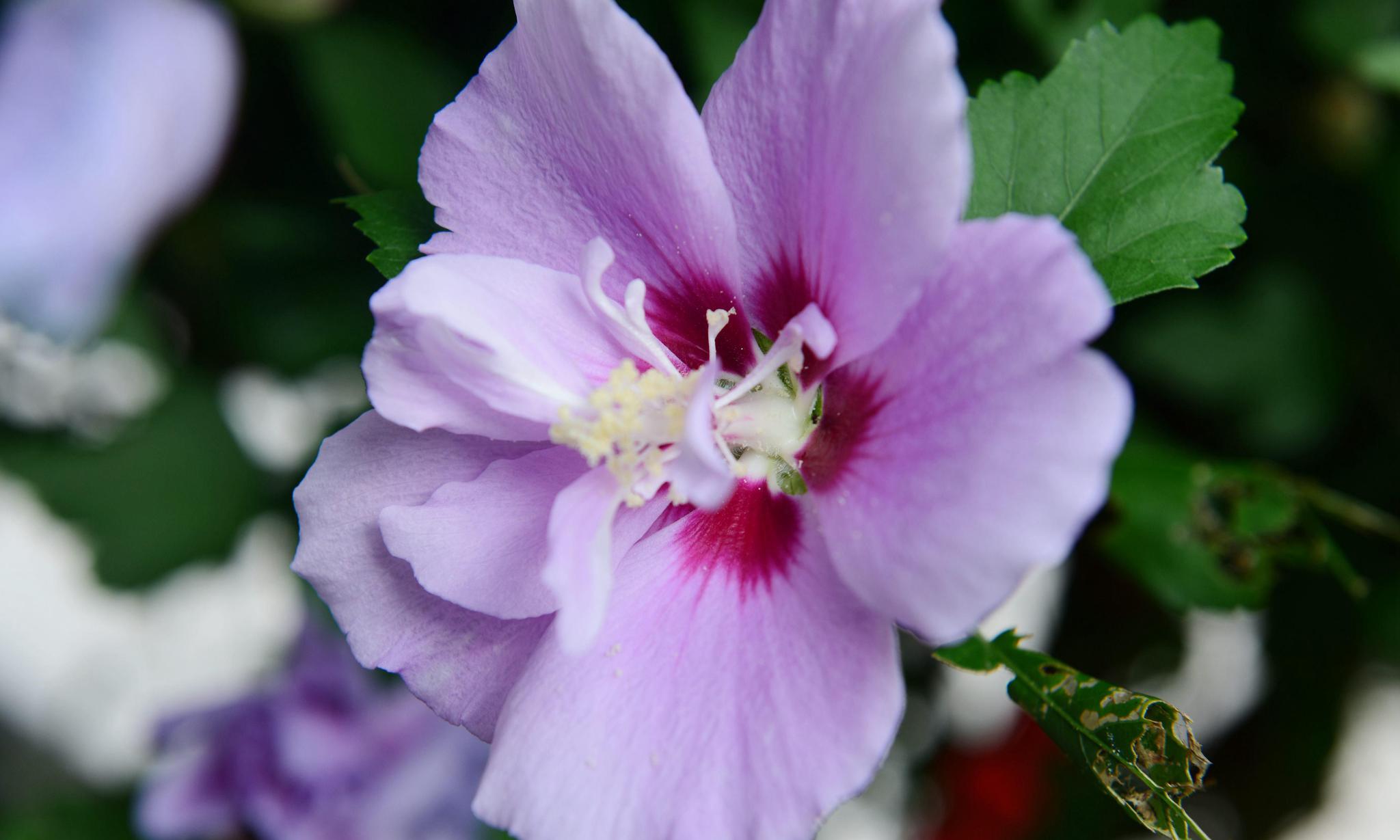 它是韩国的国花色彩艳丽还是中药可治痢疾白带