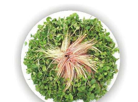 美食:荞麦芽,能预防血管破裂出血,也能防止血栓生成!_高清图集_新浪网