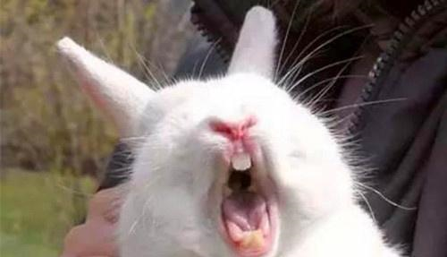 三,帮兔子修剪过长的牙齿除此之外,兔子的牙齿也是会不停的生长的